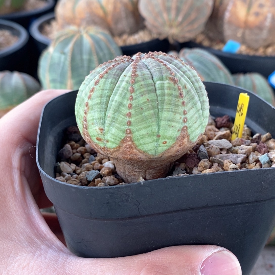 7 欧系实生布纹球多肉植物