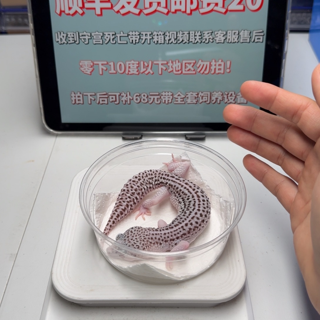 豹纹守宫银河妹妹