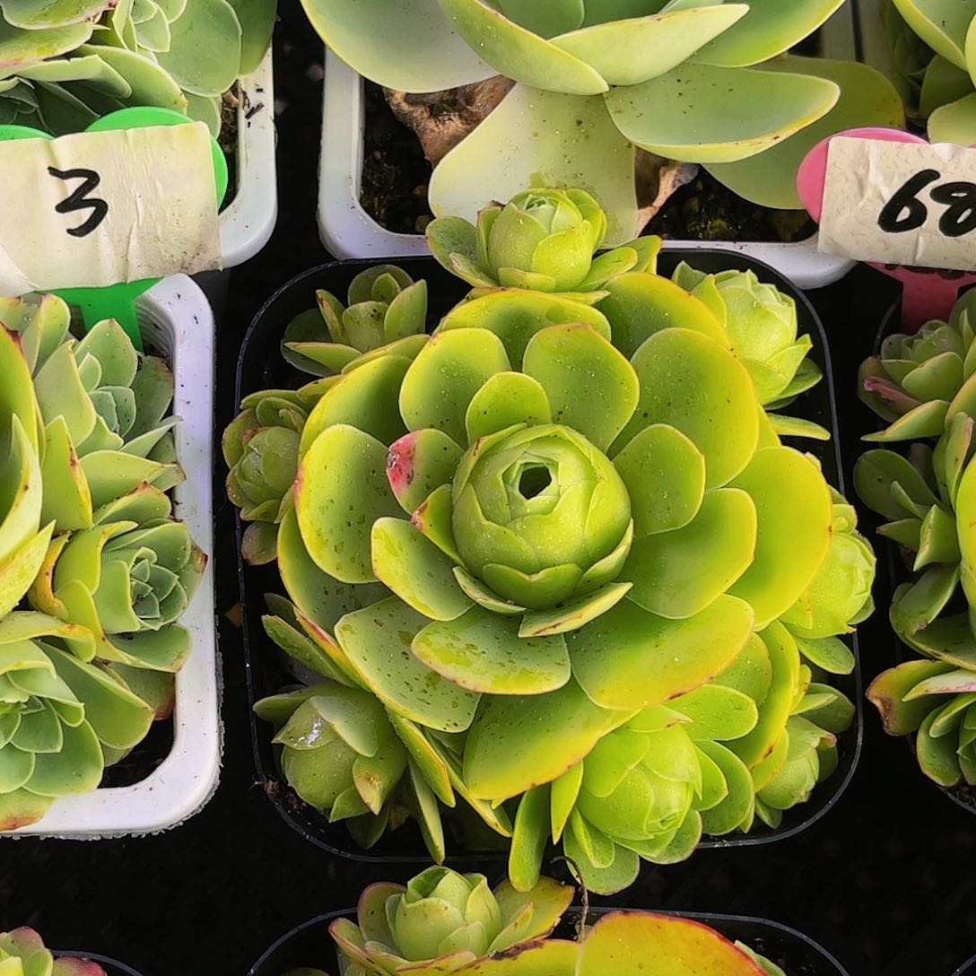 娜迦女神 非偏远包邮 多肉