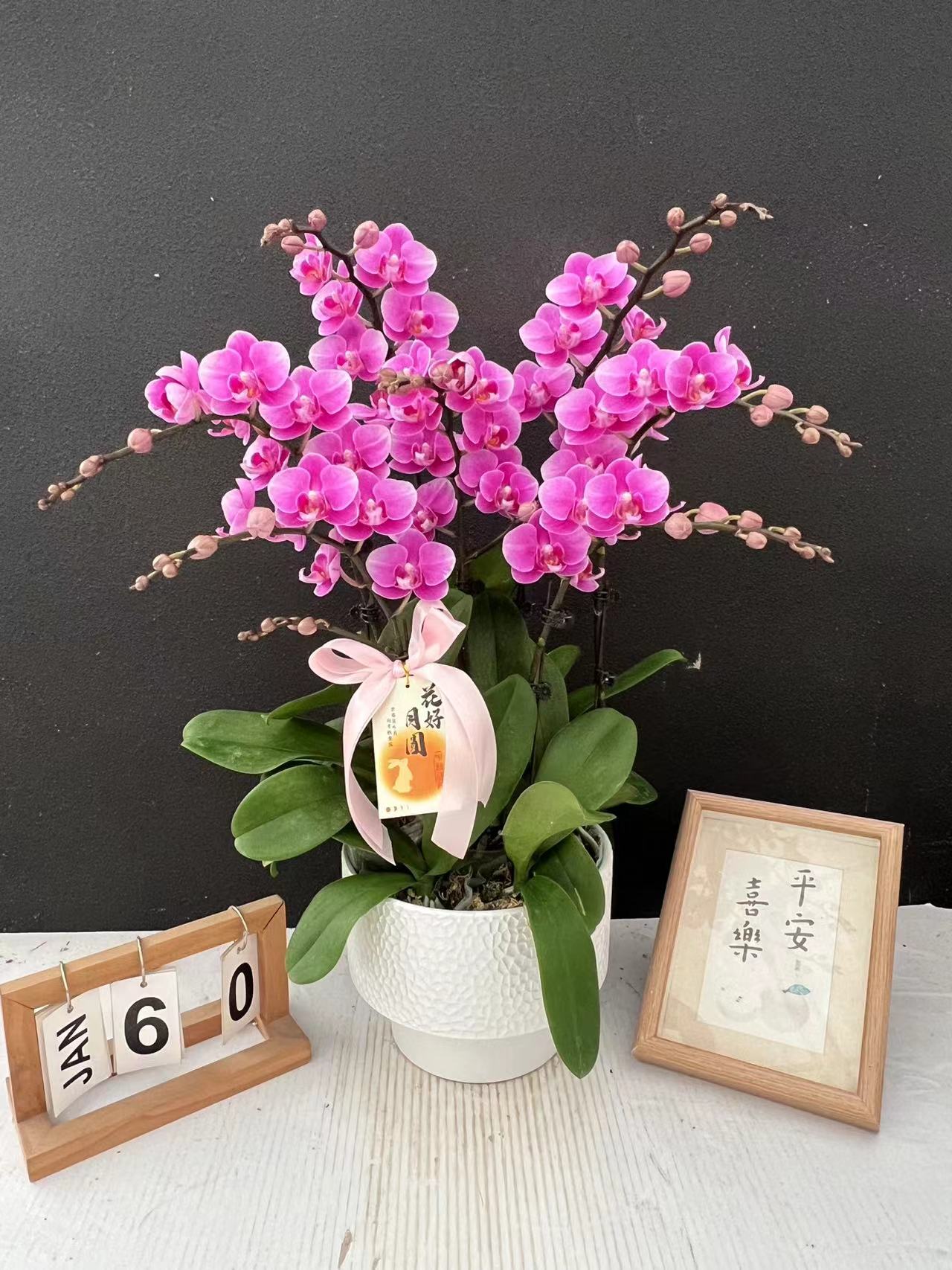 （骄阳公主）桌面款艺术造型蝴蝶兰组盆高端花卉