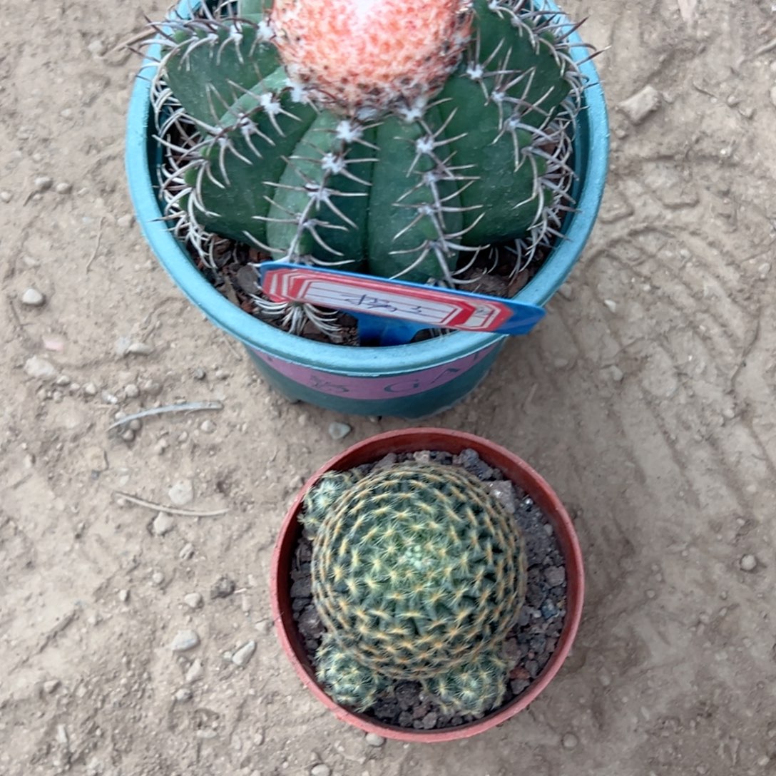 拐***牛零零落落 零零落落