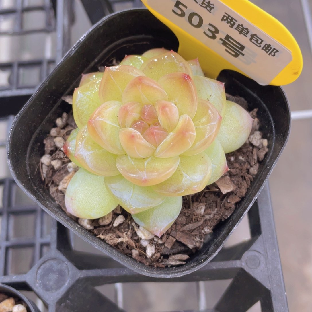503号 白烁珍妮单头一个