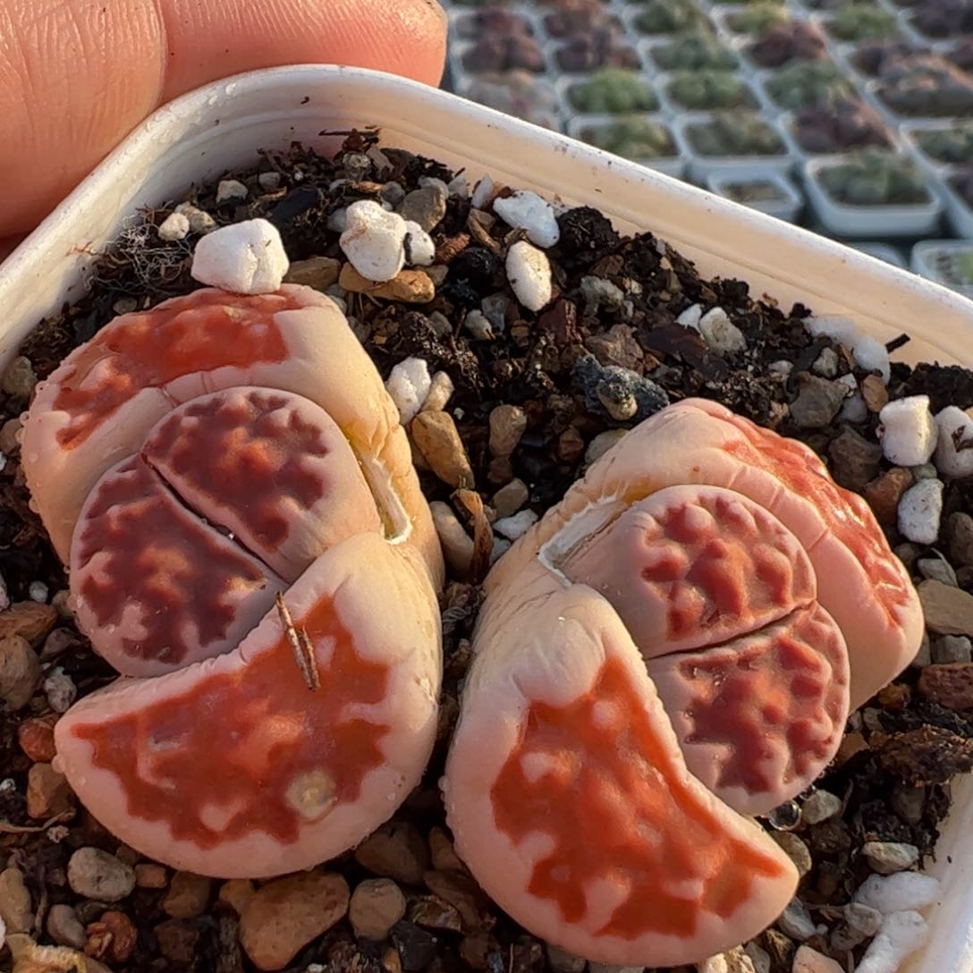 母本多肉植物百科258