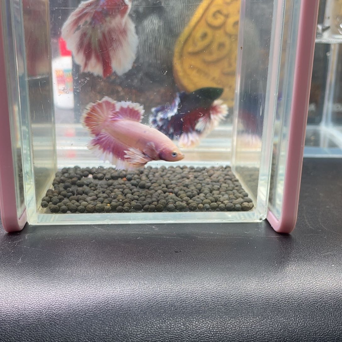 斗鱼26号1220早绣球