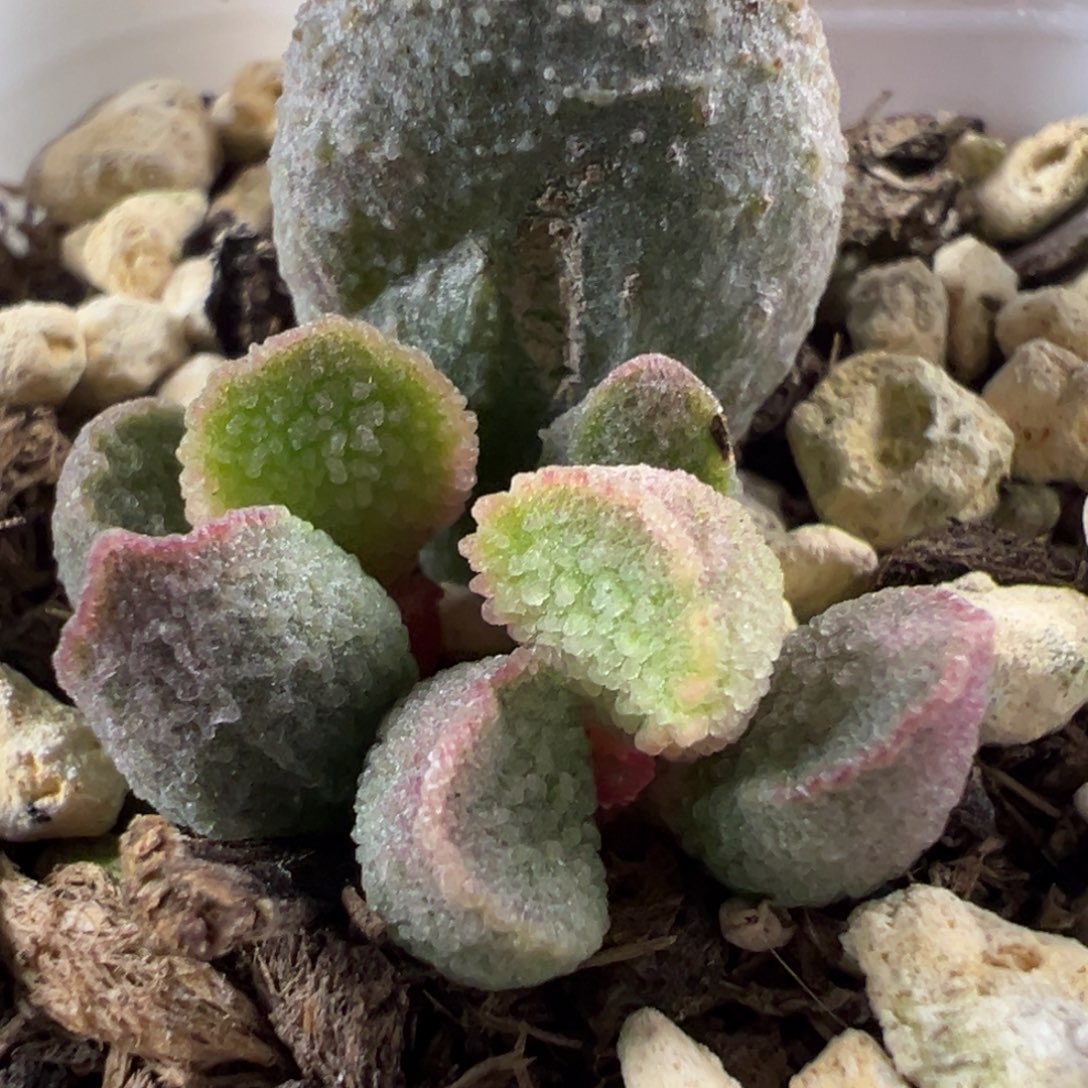 有疤特价冰晶款新品