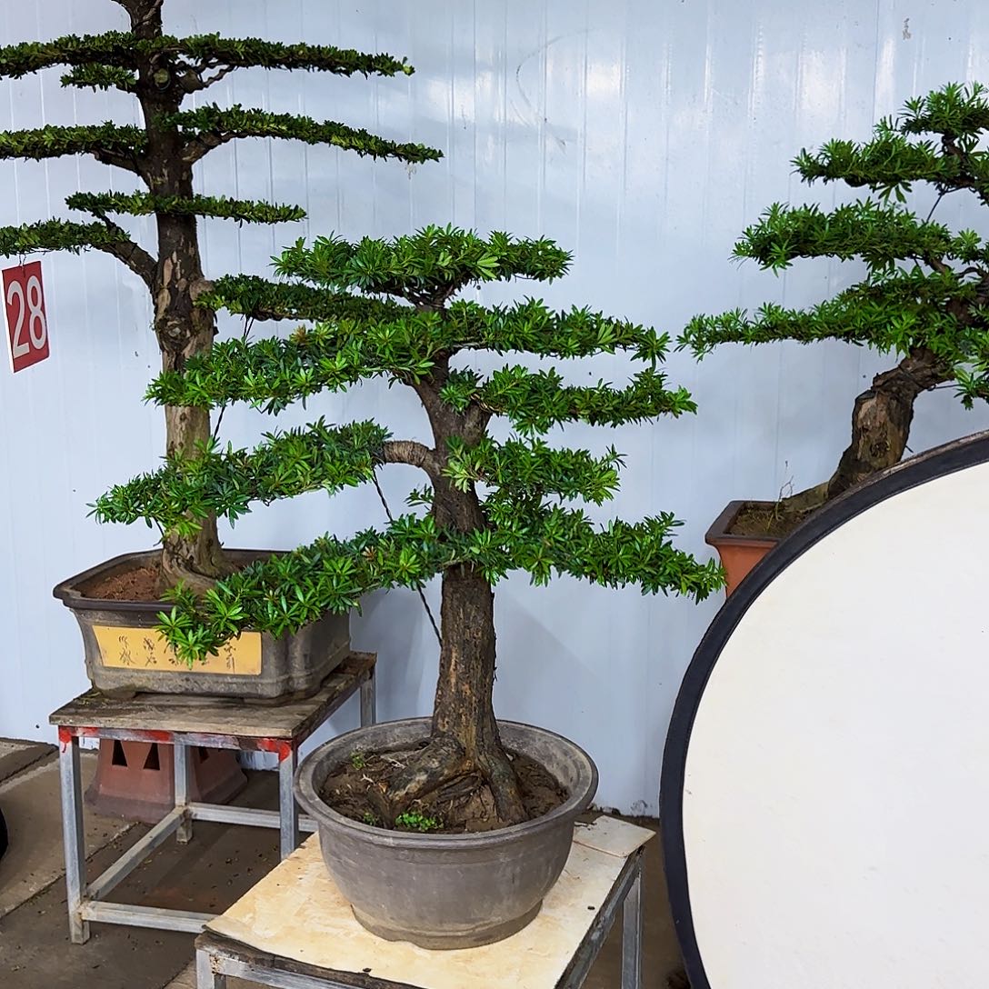 无花朵罗汉松盆景
