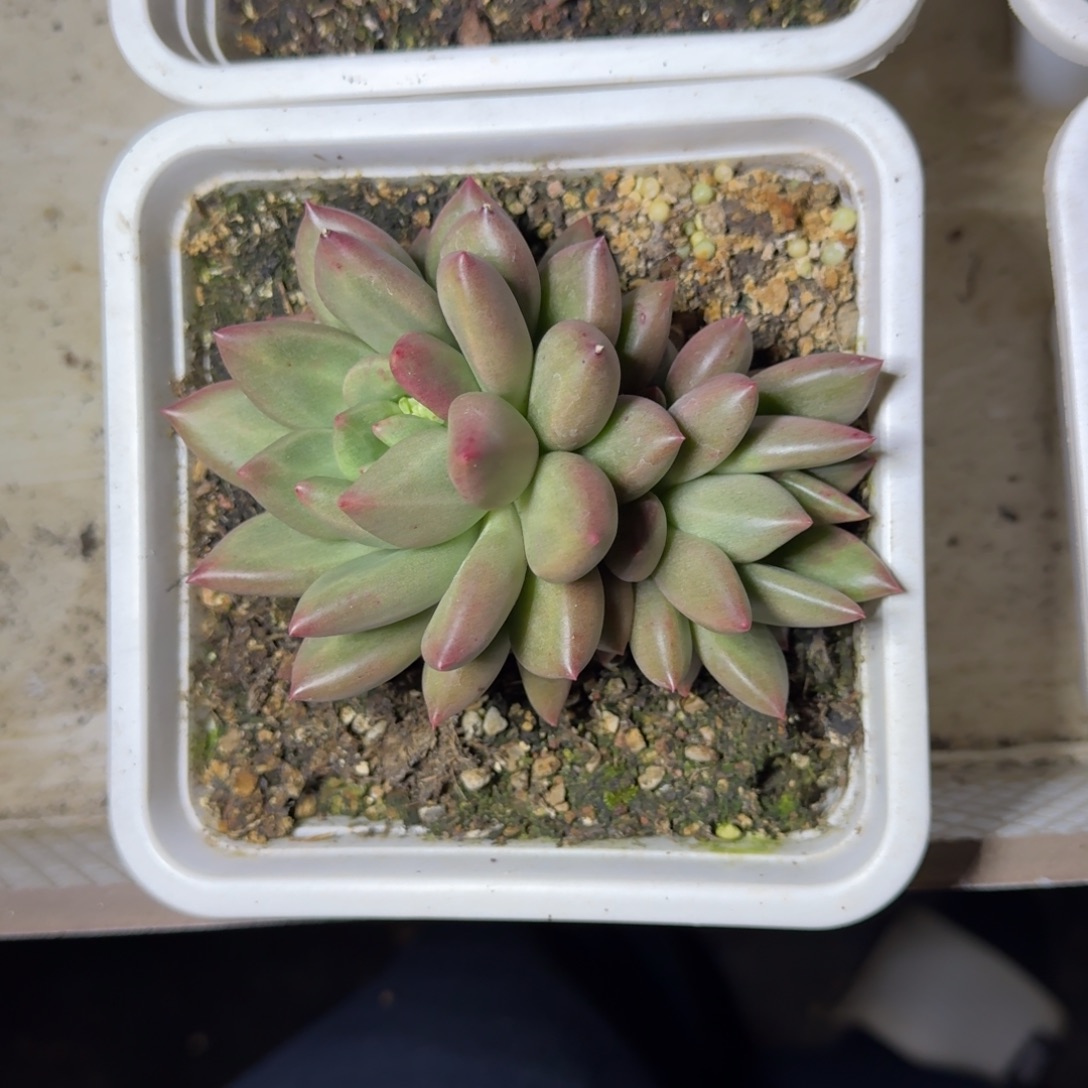 米其林 双头 一物一拍