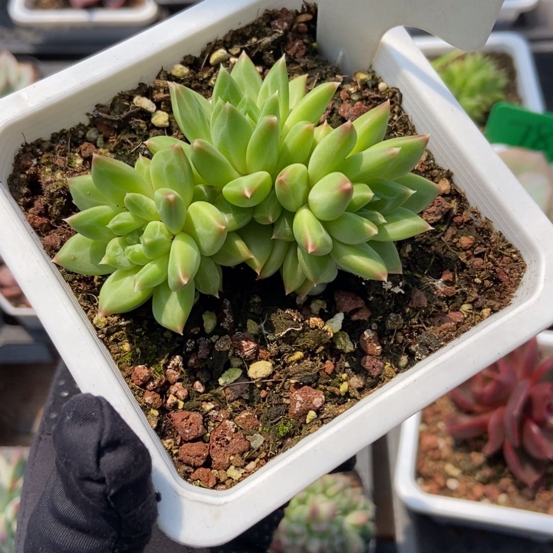 586甲骨文多肉植物保护