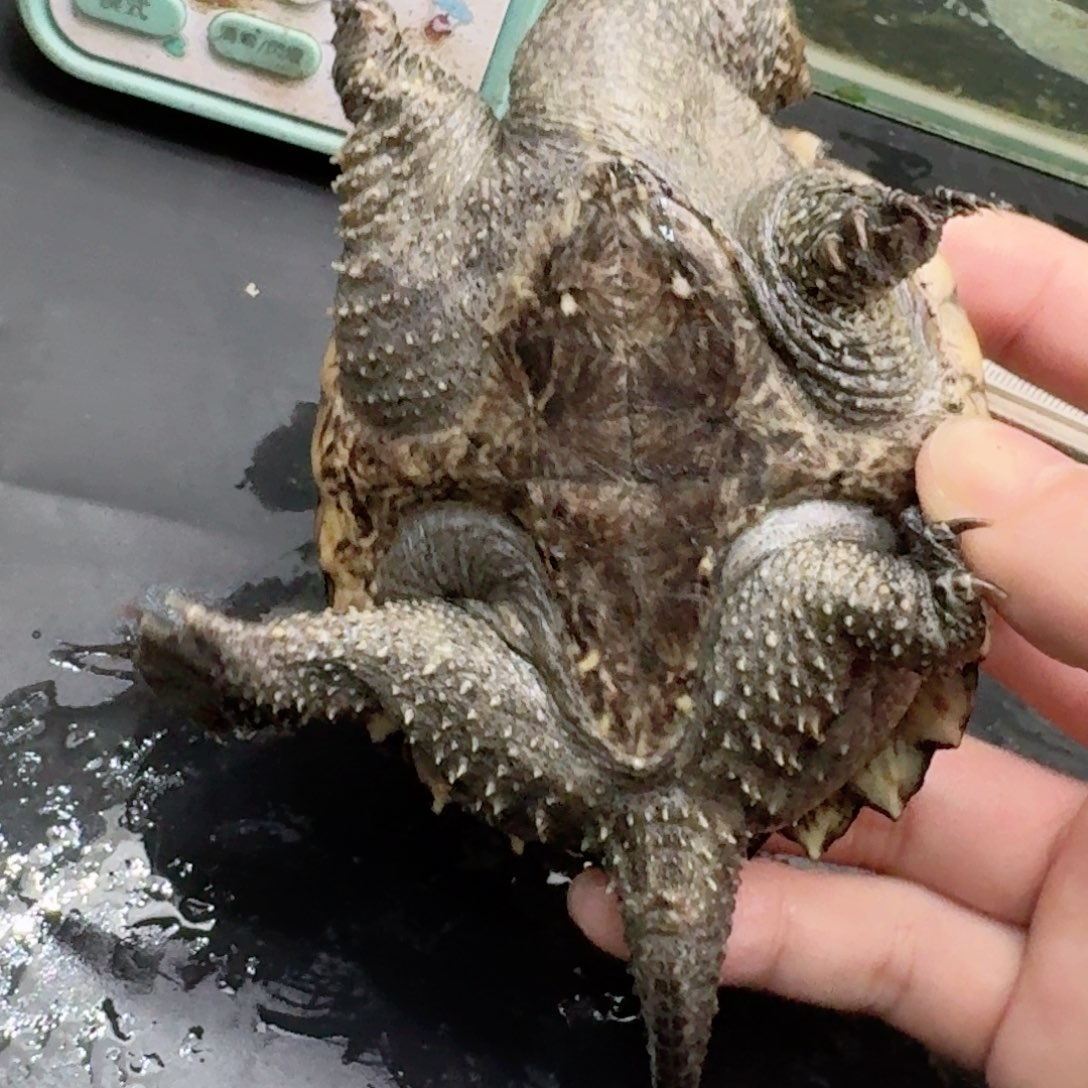 宠物龟不分公母111