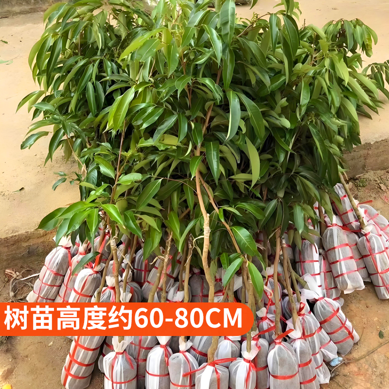 无核荔枝苗正宗嫁接苗带土带叶果树水果树苗荔枝树果苗