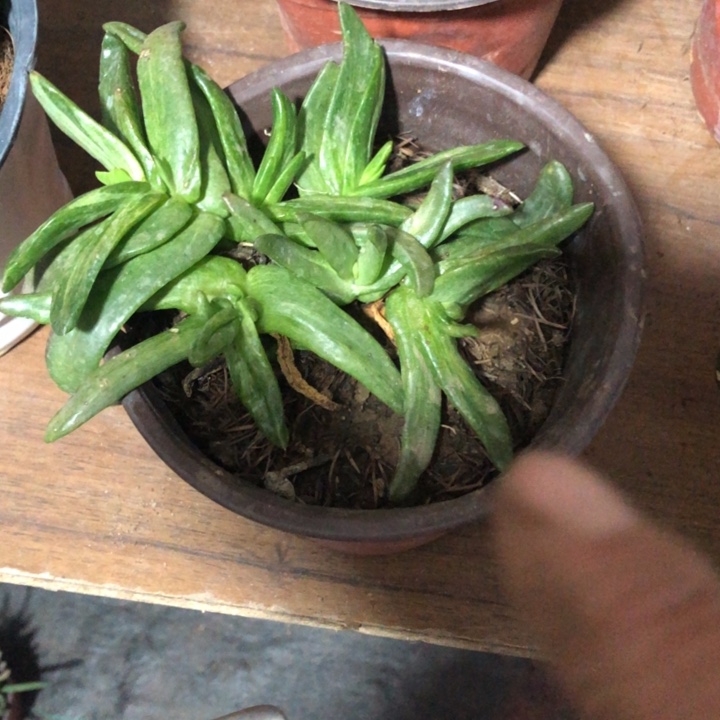 Y***?佛手托金一物一拍0012