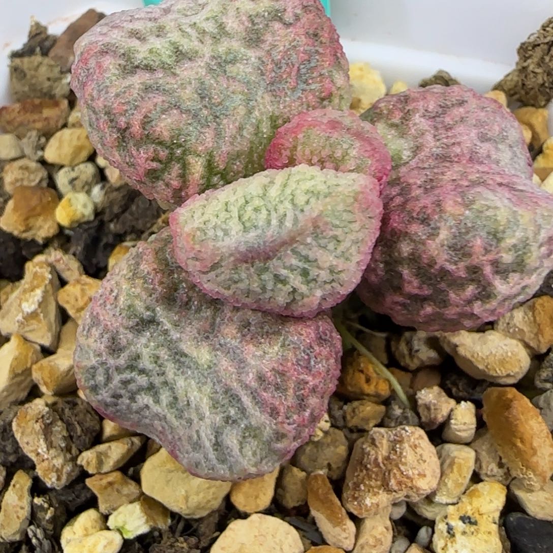 编号036庄上叶片一个，随机发