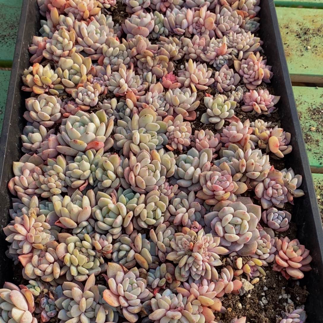 588多肉植物保护研究所