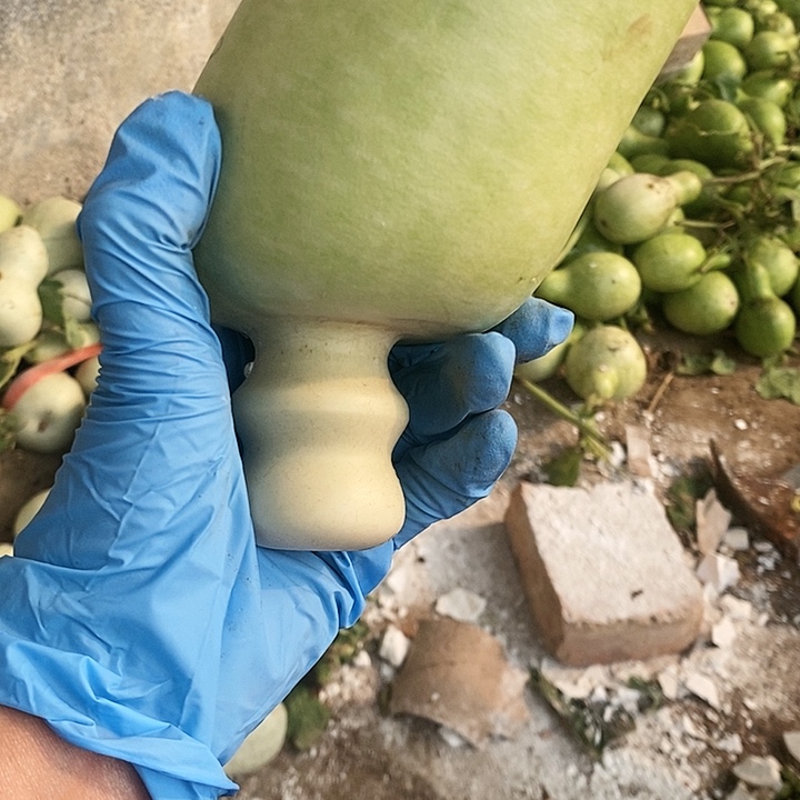 鹏*饭制葫芦本章葫芦保定顿