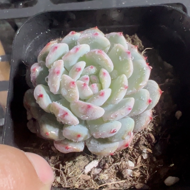 白胖子精品多肉植物大战