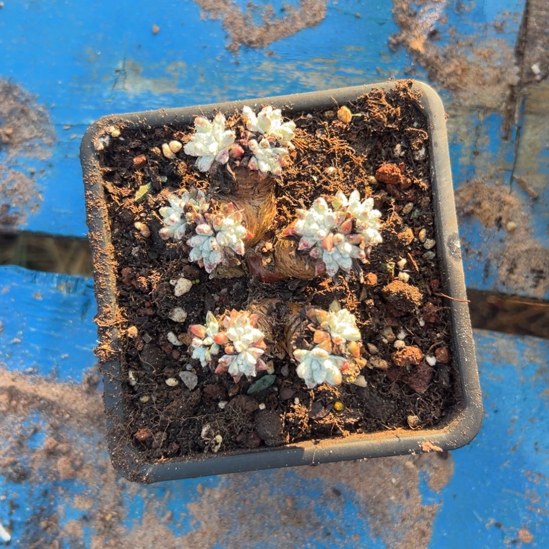 格诺玛白菊……一物一拍2723