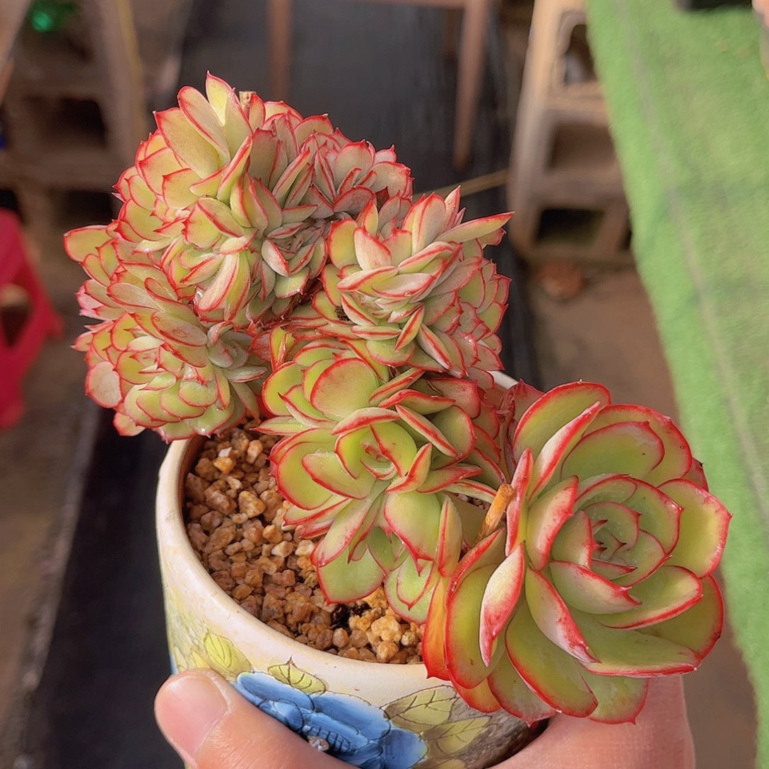 极品牡丹亭小树缀