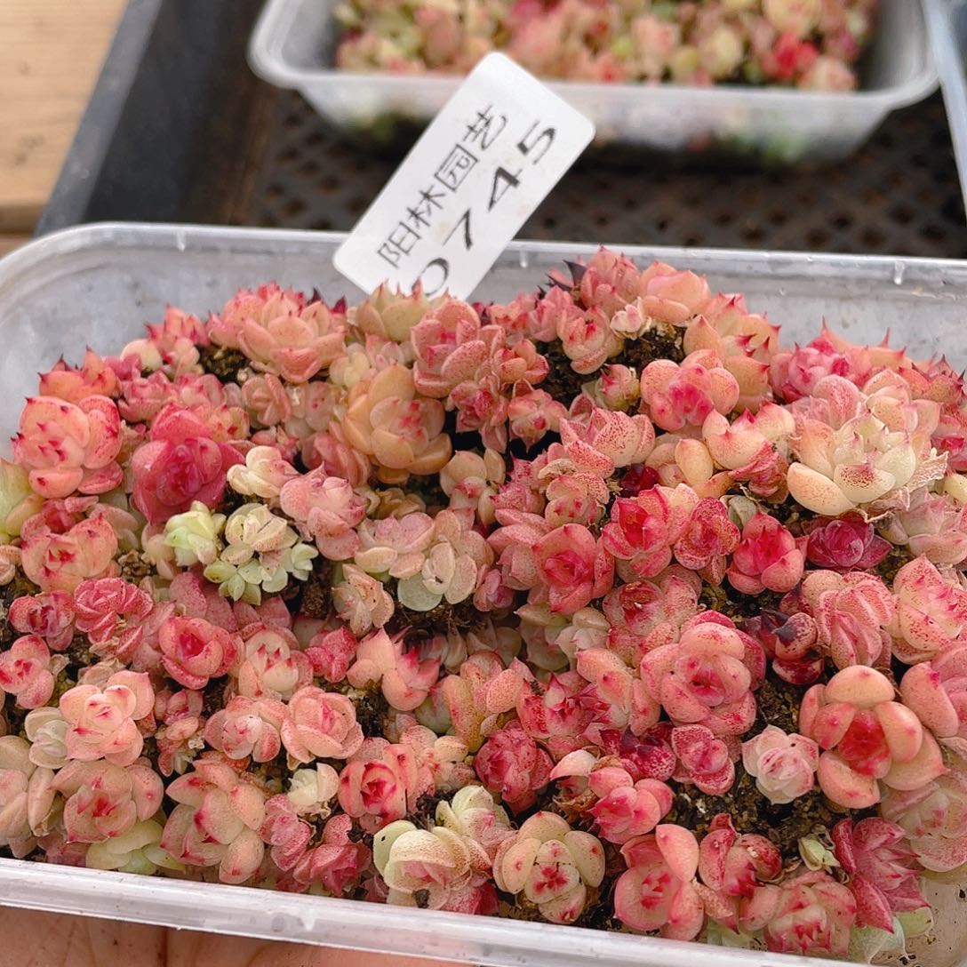 多肉植物多肉植物745