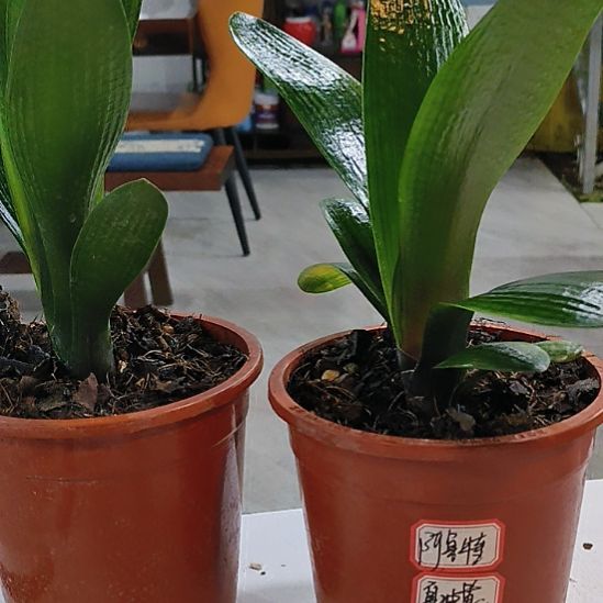 无花朵HK噢噢噢哦哦