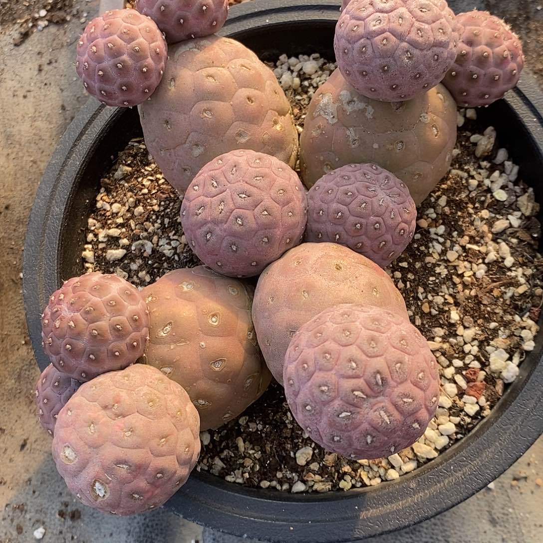 28111多头习志野一群。   