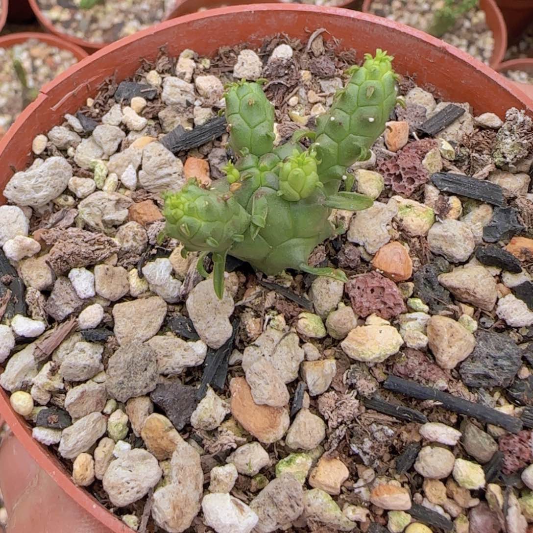 白***猪块根植物块根植物