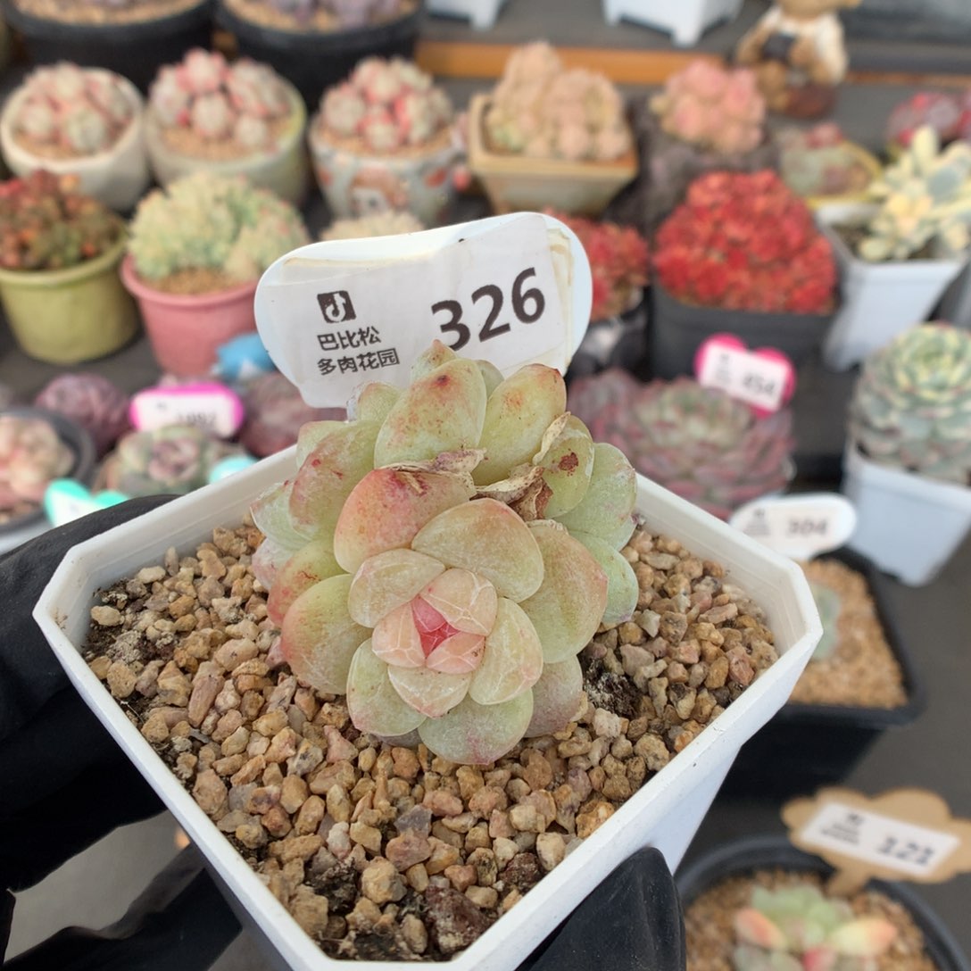 R***.326 冰玉石化多肉