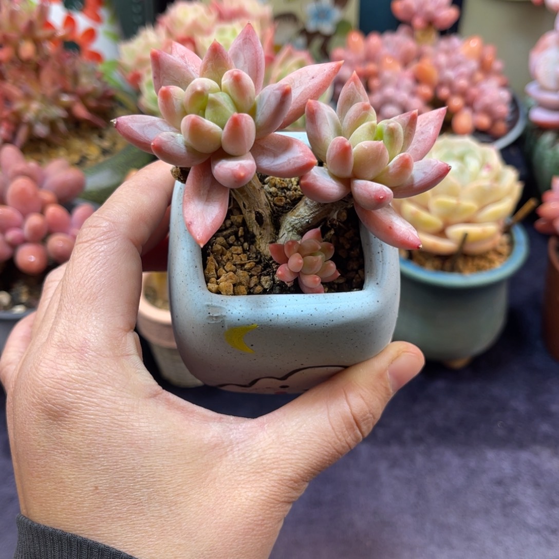 安***.松果美人 八公分 带盆