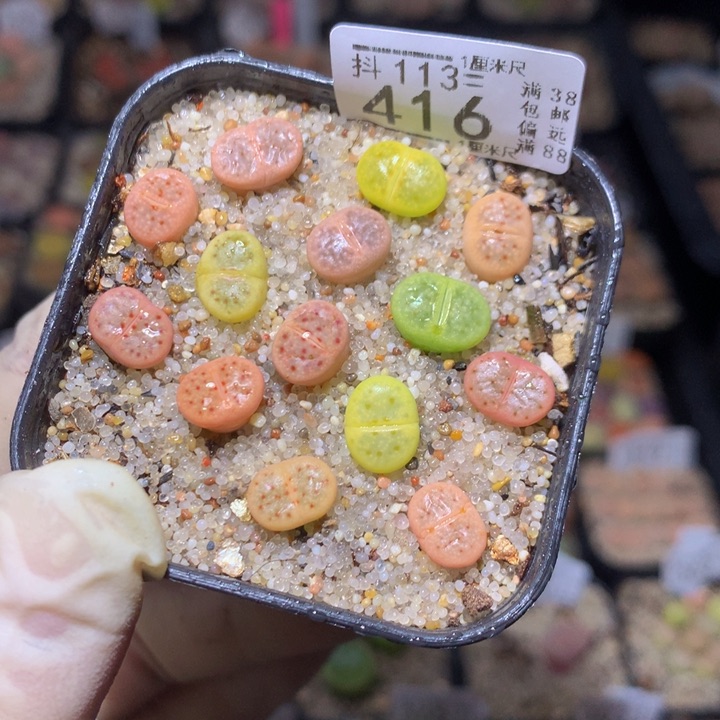 精品生石花113.416