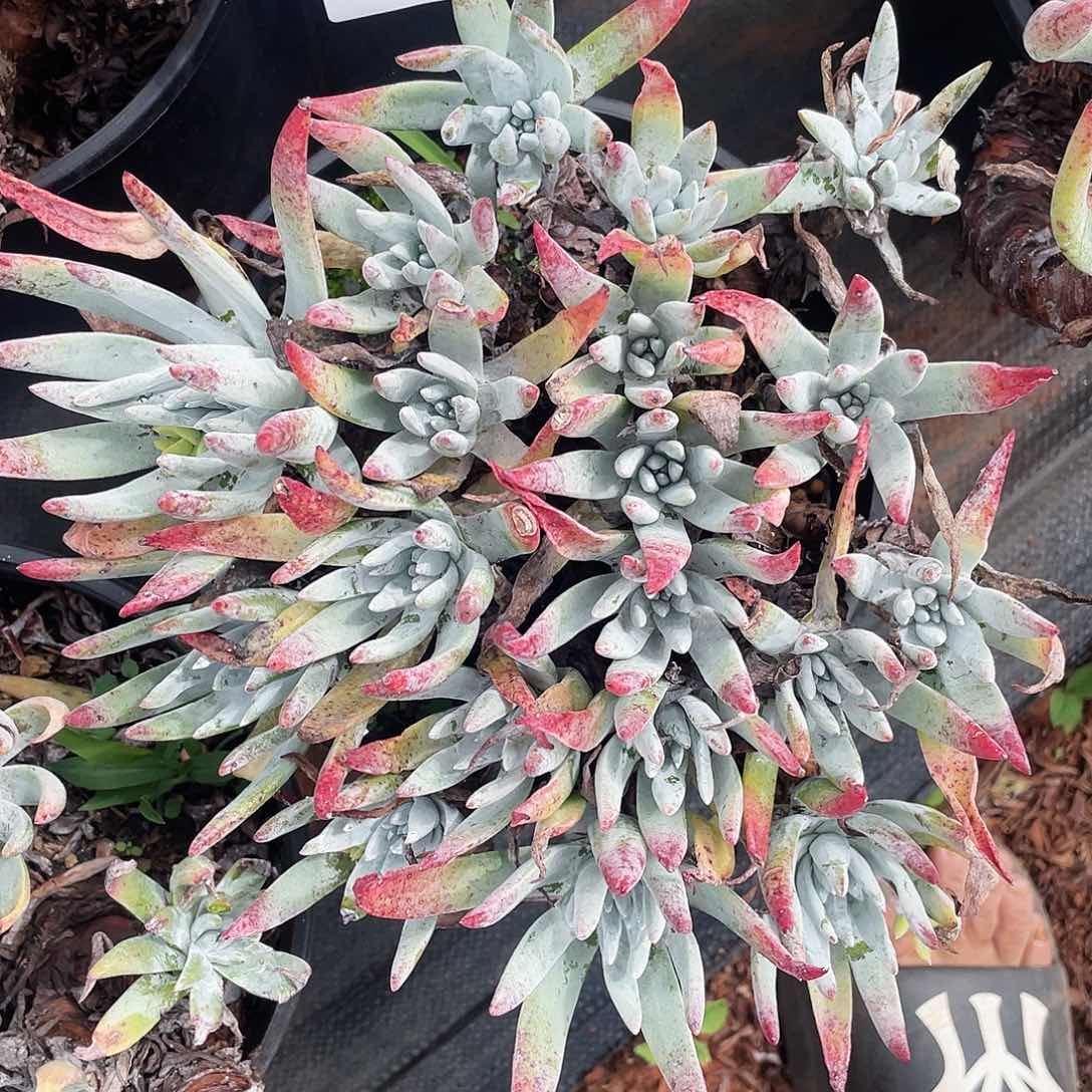 除霜杂交老桩954