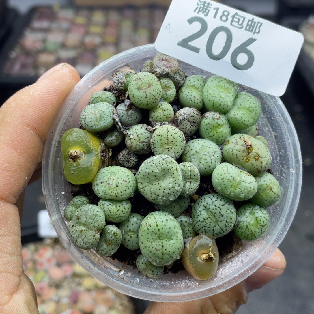 红陶00000000000000206