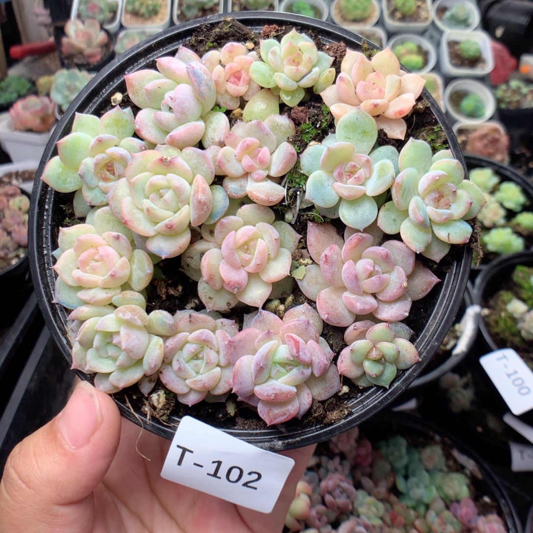 无花朵T102英语英语