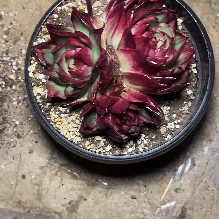 惊鸿仙子多肉植物68033