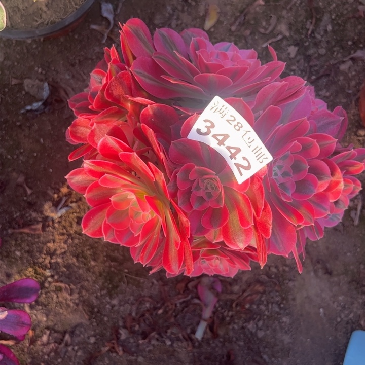 34542女巫多肉植物