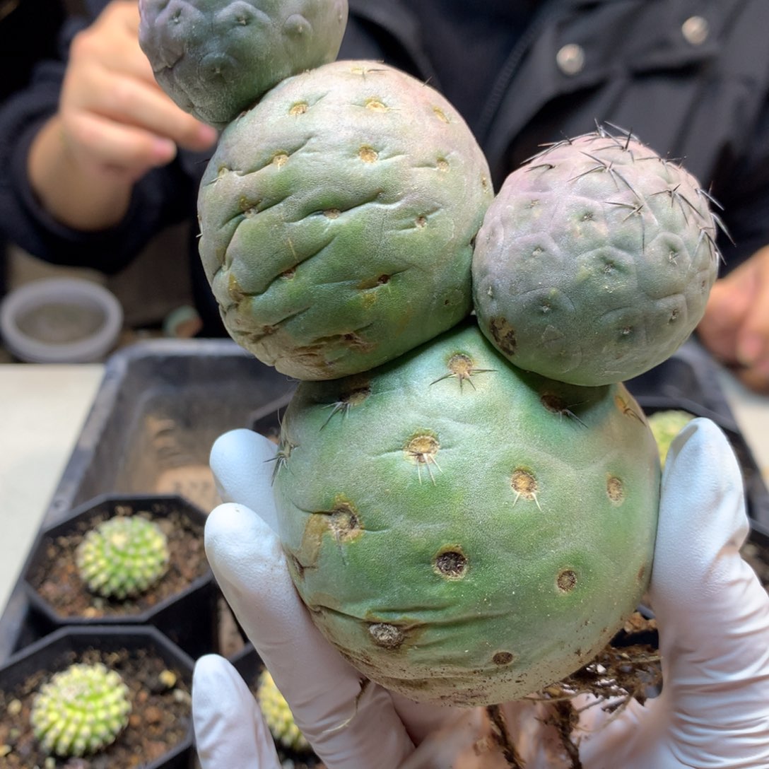 路*   11号  自根多头习志野  