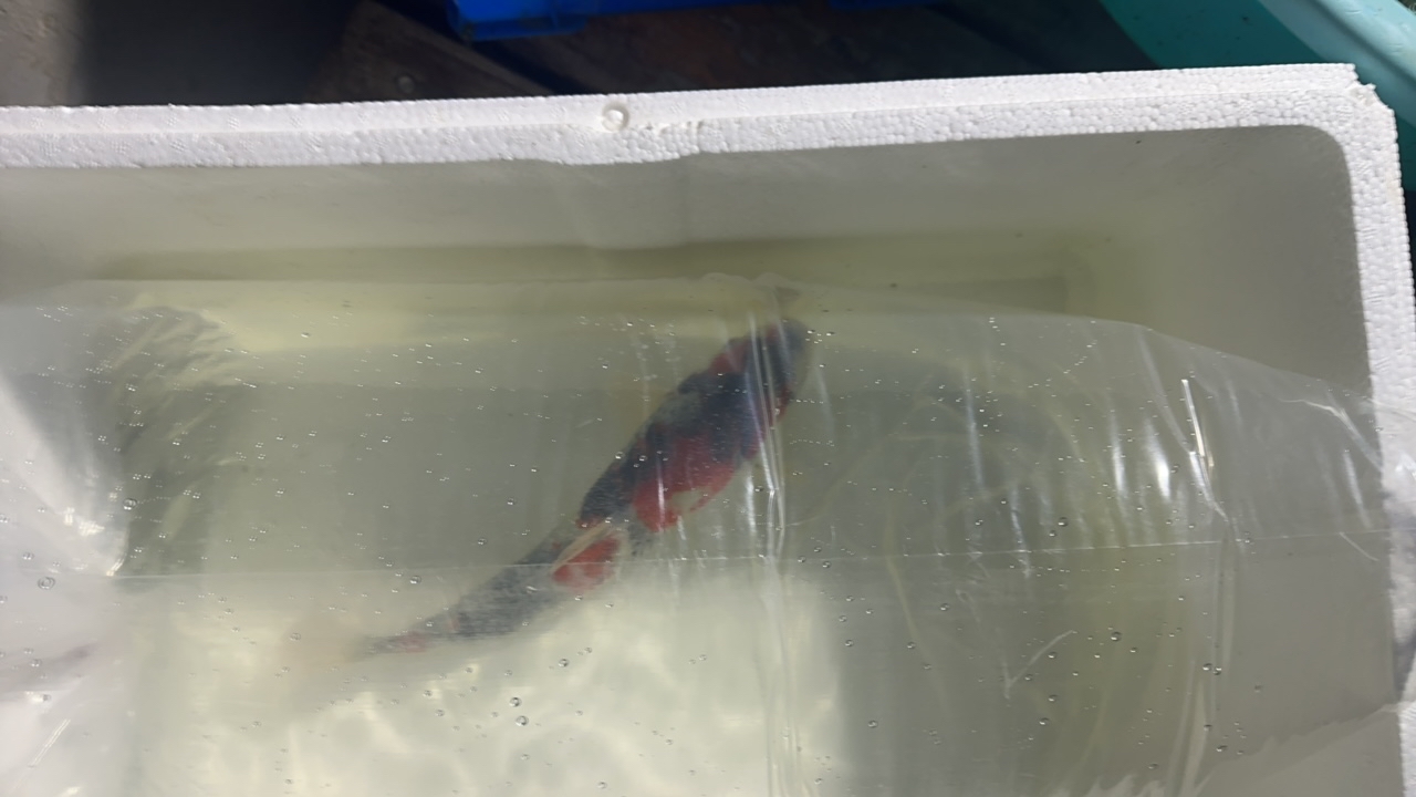 红白锦鲤二十五左右，包活包邮。守着快递员的开箱视频为售后凭证