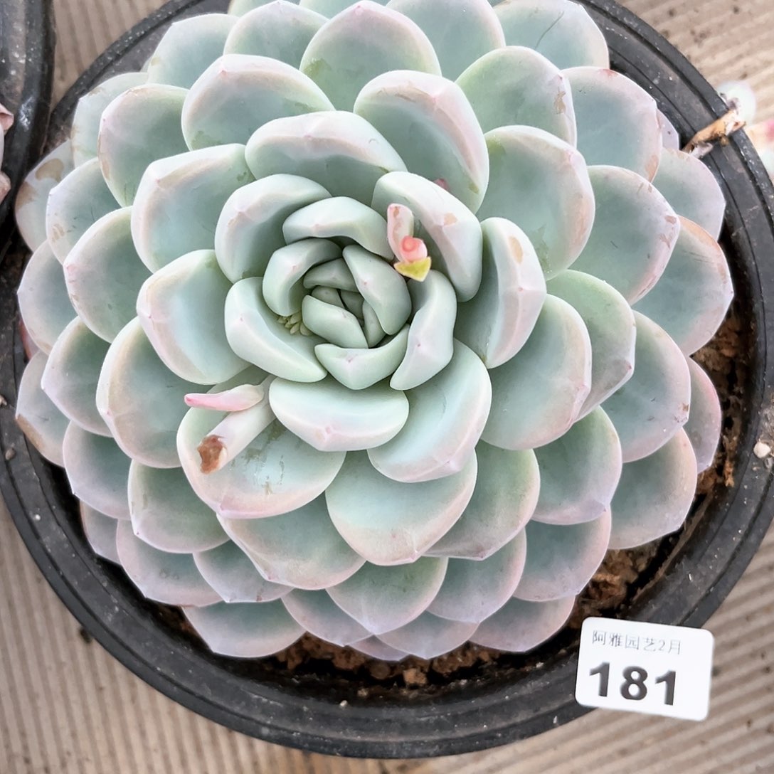 阿雅园艺。           181