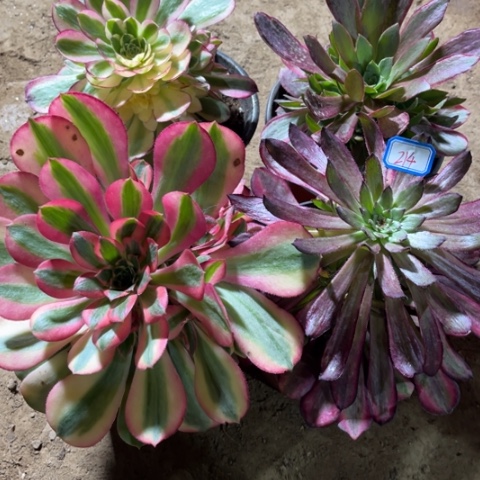 214多肉植物组合