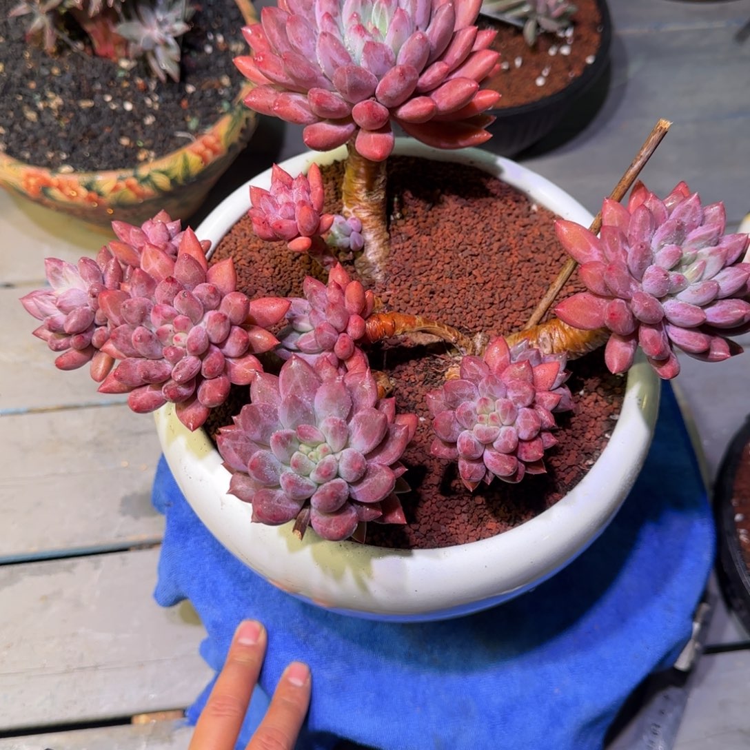 玻璃球多肉植物一物一拍