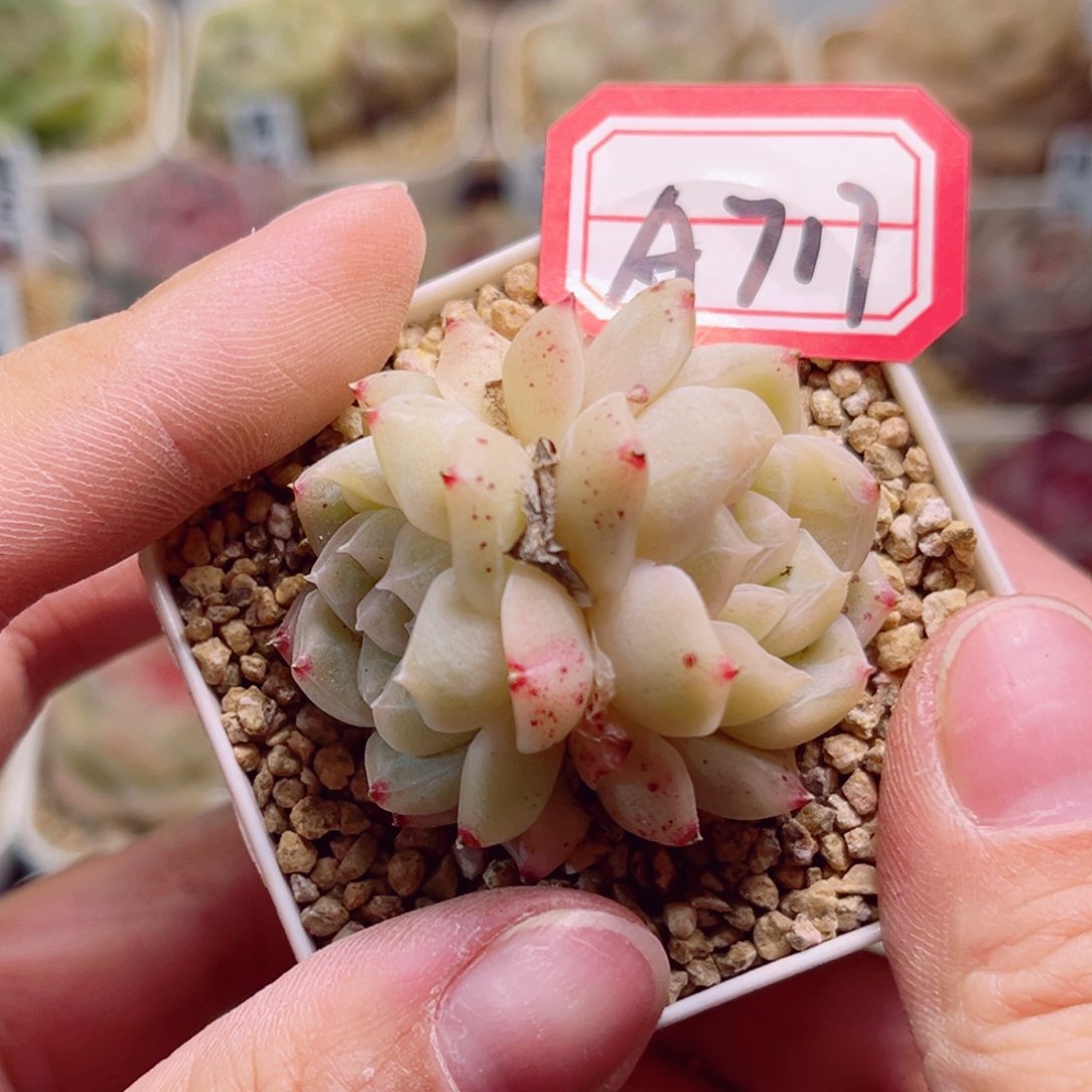 A717一物一拍 浩然