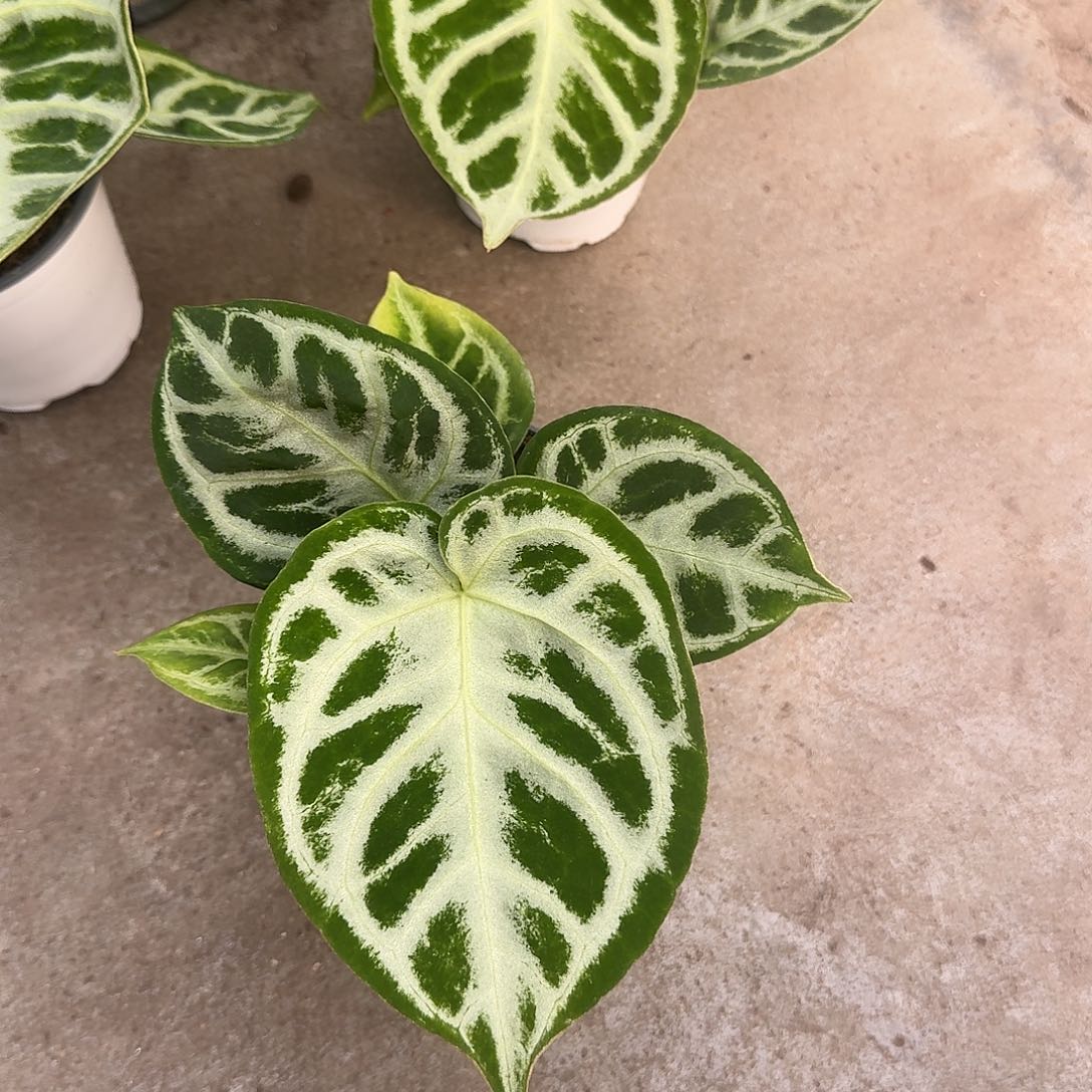 然***)完全开放K08铜锣烧