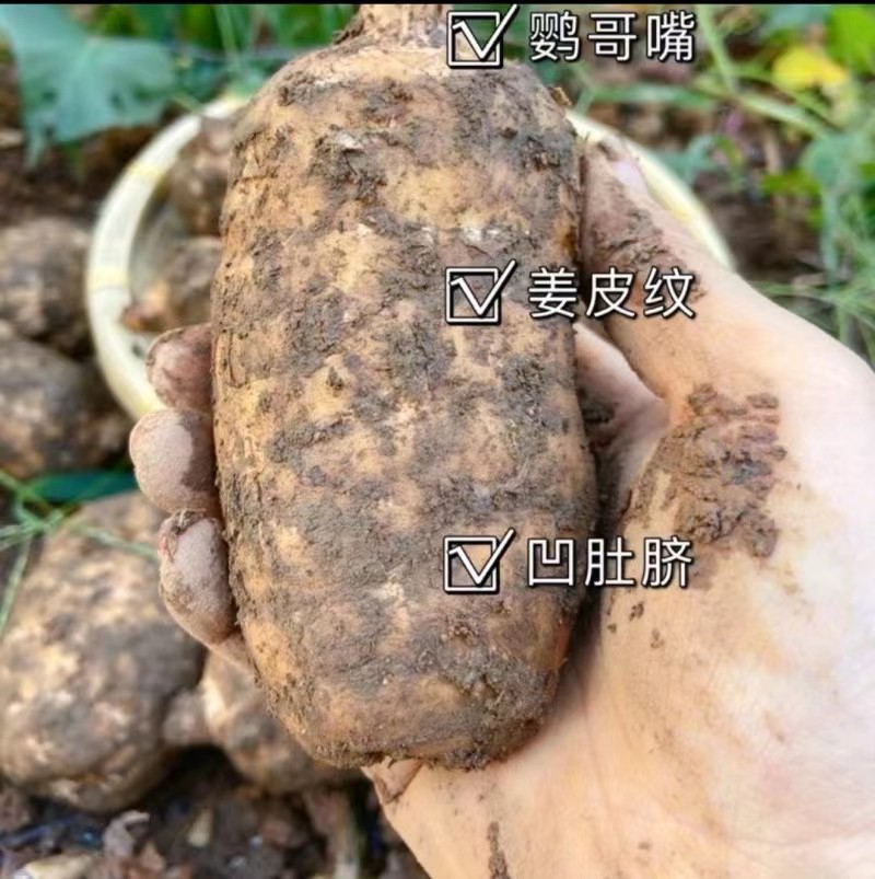 云南昭通小草坝天麻/自然本色/无硫