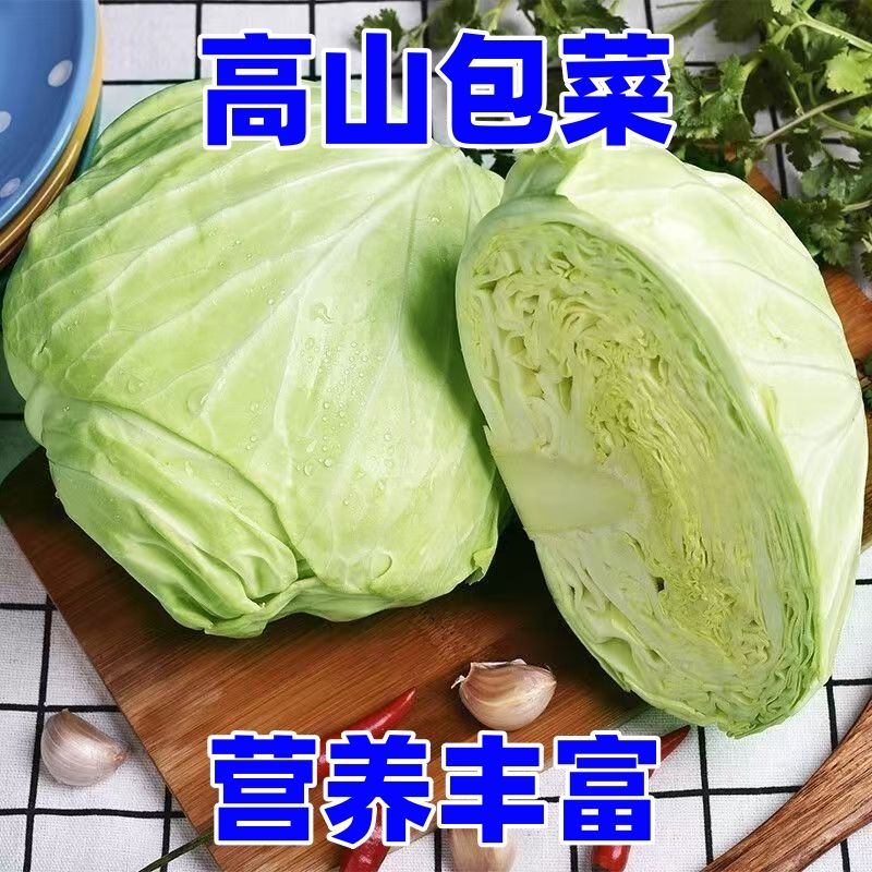 贵州高山包菜 甘蓝 莲花白 清炒 泡菜 农家蔬菜