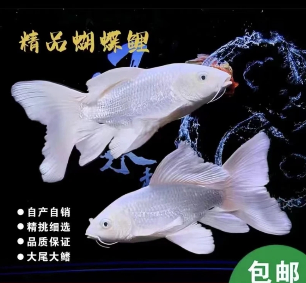 纯种台湾蝴蝶鲤白贵妃白普身好养耐活
