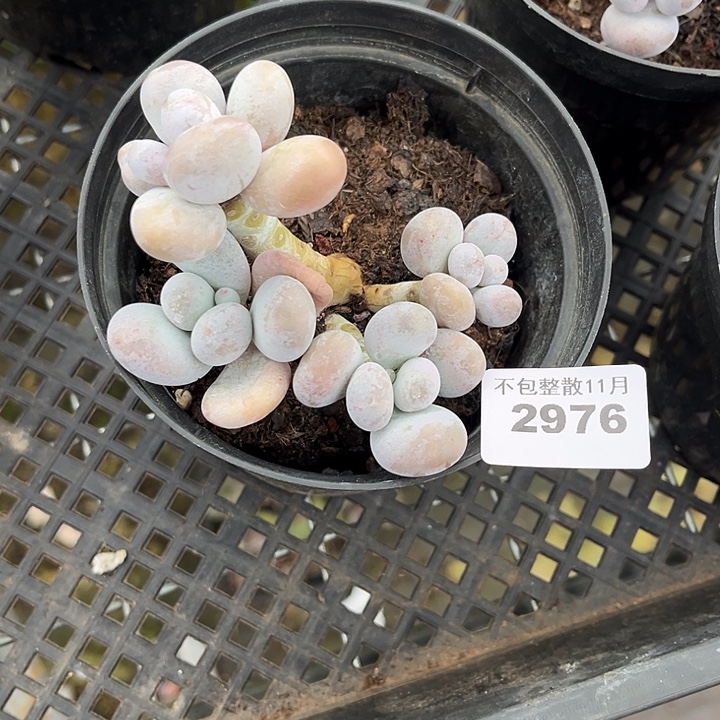 阿雅园艺。           2976奶酪