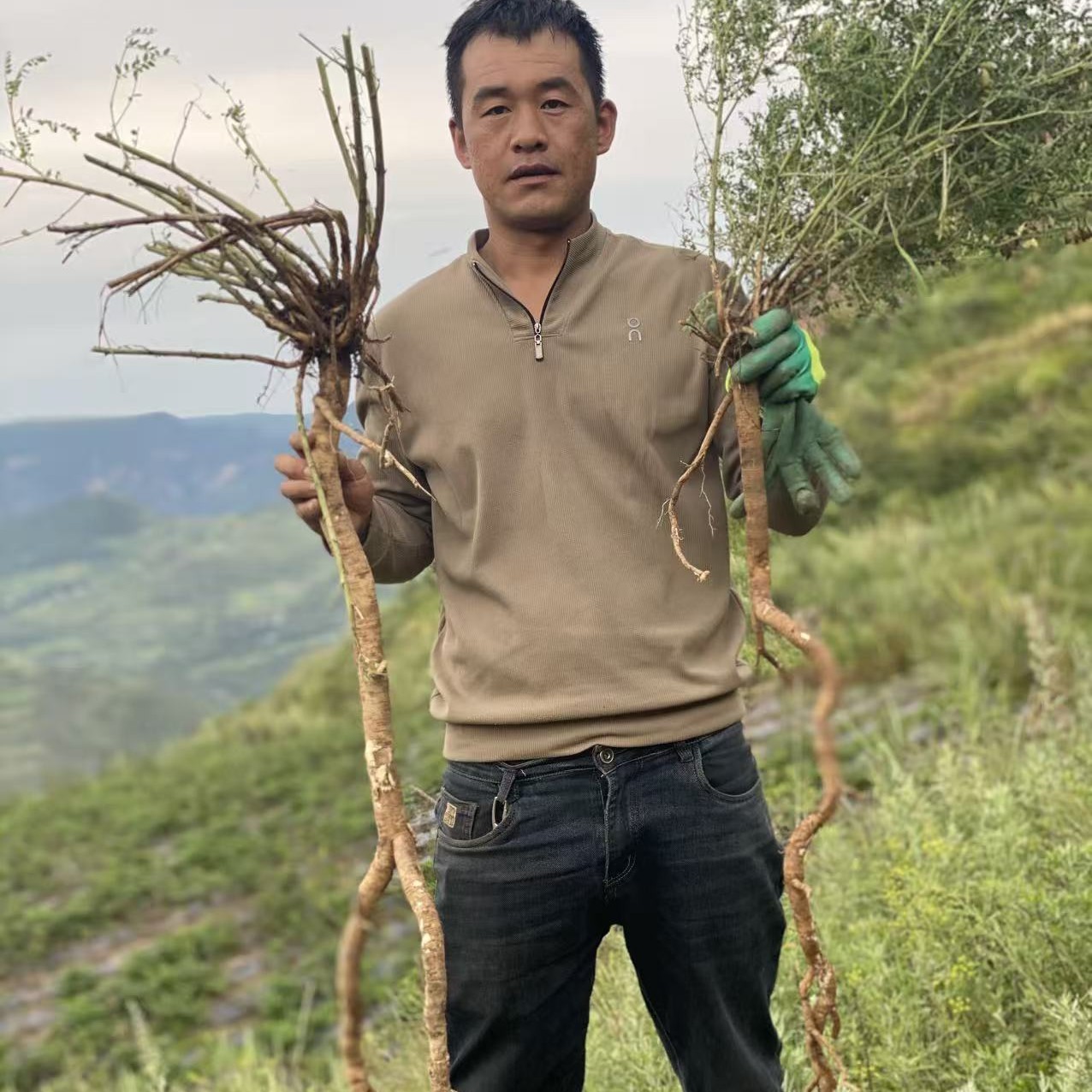 非种植甘肃黄芪小片精选一等品切片可泡水煲汤泡茶