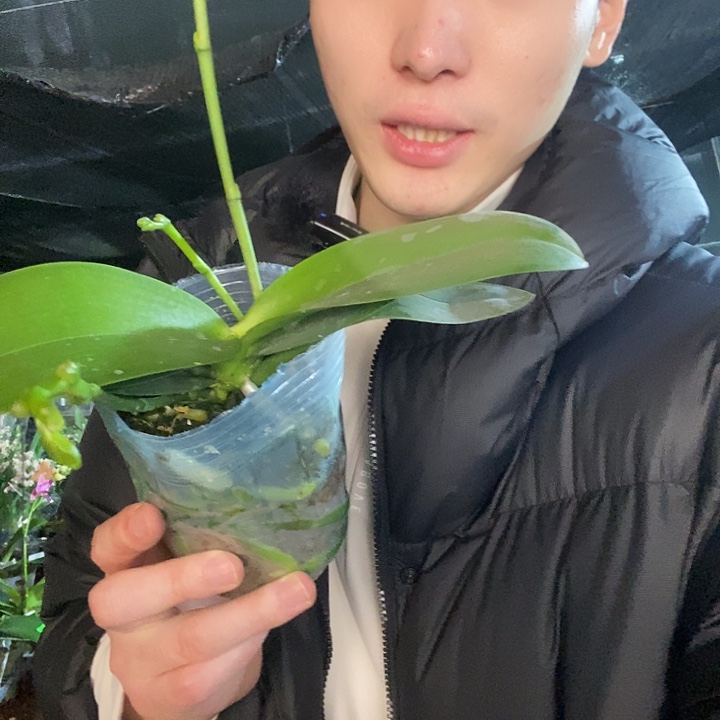 无花朵祥云蝴蝶兰