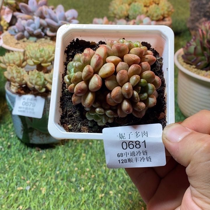 0681啊啊啊啊啊啊啊啊啊啊啊