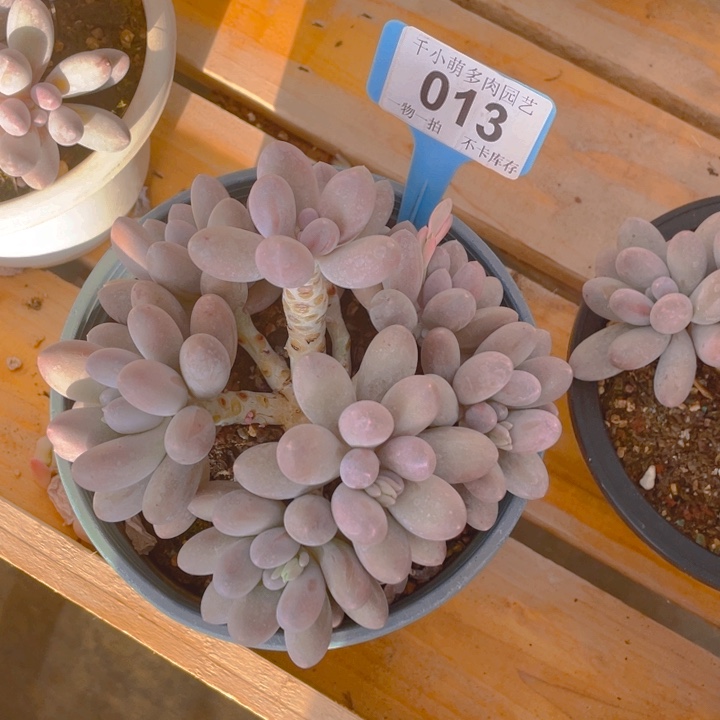 谢谢你的支持0000013