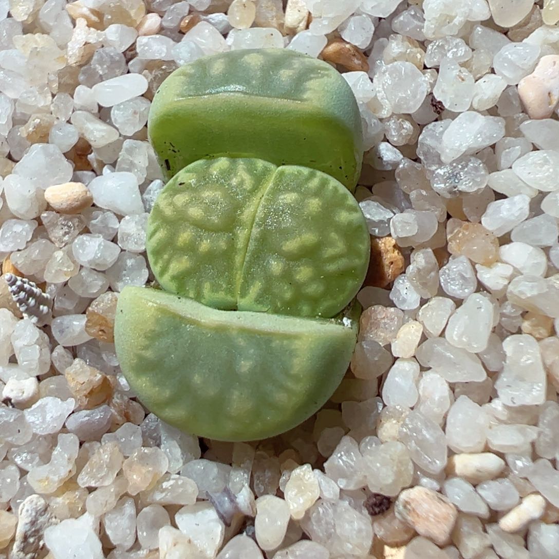 217-292多肉绿菊绿菊