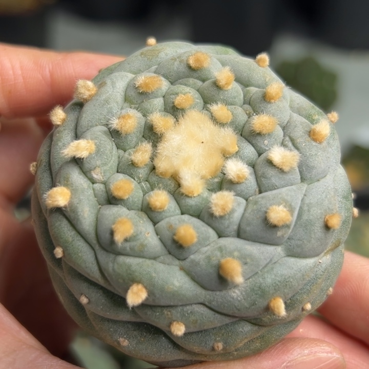 274 可帮发根可发货